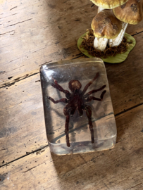 In plexiglass catched spider