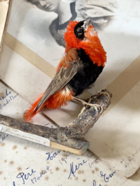 Antique prepared bird on branch