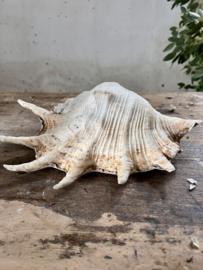 Large old shell