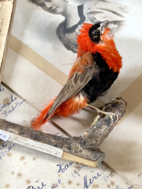 Antique prepared bird on branch