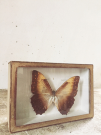 Vlindervitrine/ Butterfly vitrine