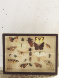 Vlindervitrine/ Butterfly vitrine