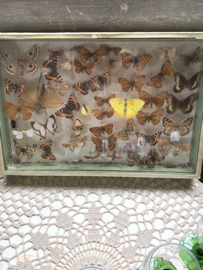 Unique butterfly vitrine