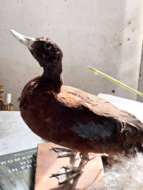 Old prepared wild duck