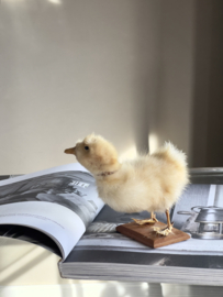 Geprepareerd eendje taxidermie