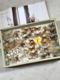 Unique butterfly vitrine