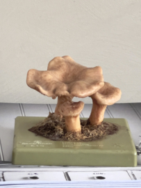 Vintage educative mushroom Cantharel