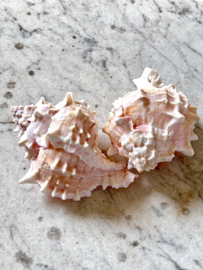 2 beautiful shells