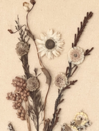Dried flowers arrangement