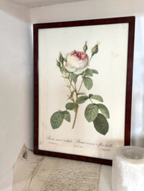 Redouté Roses