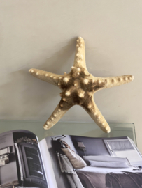 Natural dried sea star