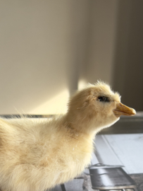 Geprepareerd eendje taxidermie