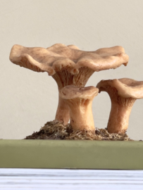 Vintage educative mushroom Cantharel