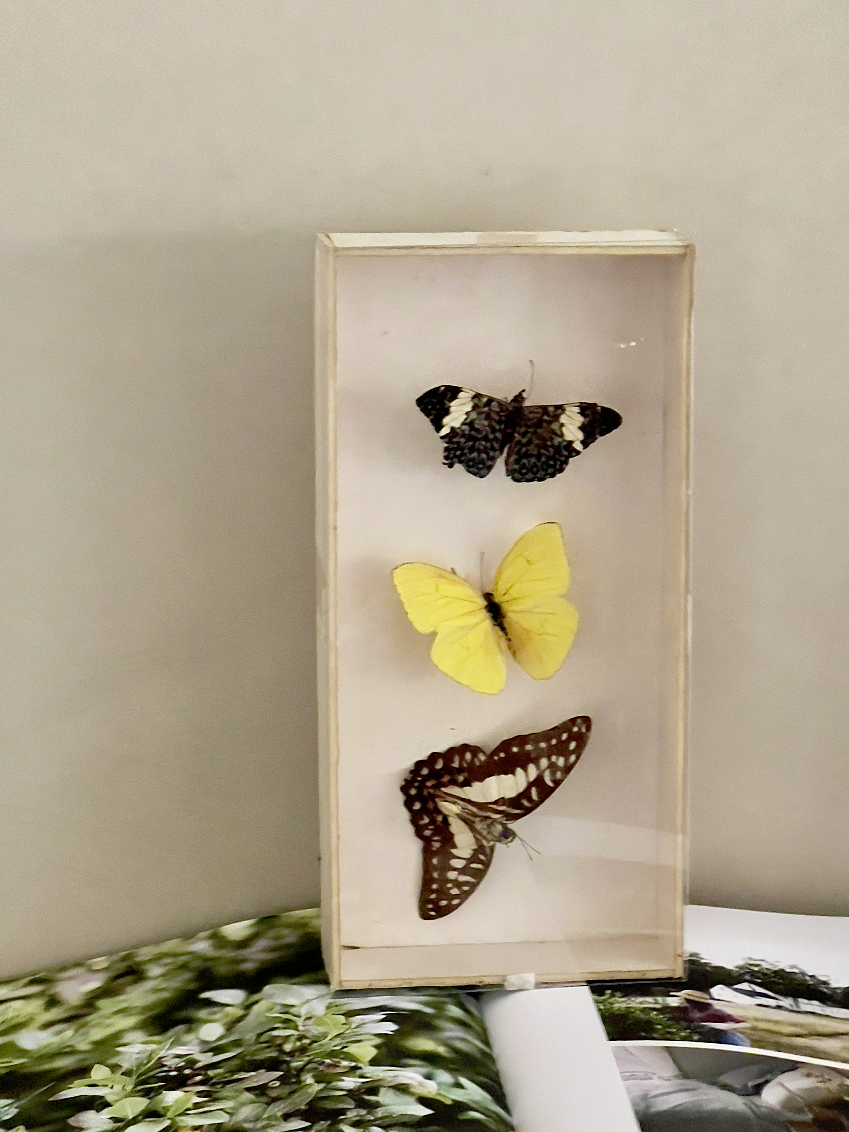 Oude vlinder vitrine