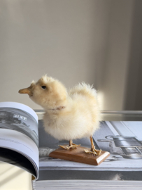 Geprepareerd eendje taxidermie