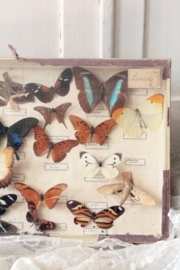 Franse vlinder vitrine VERKOCHT