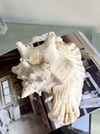 Large old shell