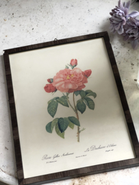 Framed Redouté Rose