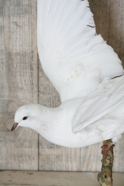 Opgezette witte duif