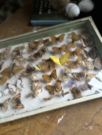 Antieke franse vlinder vitrine