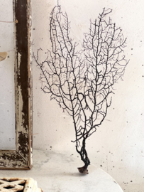 Zwart koraal ornament