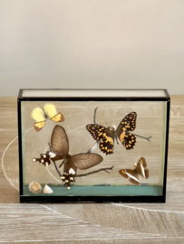 Butterfly vitrine