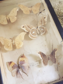 Antique butterfly vitrine