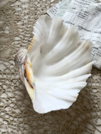 Medium size shell