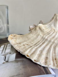 Large old shell