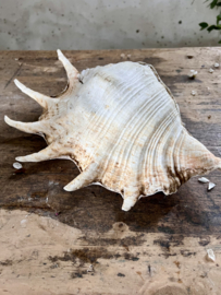 Large old shell