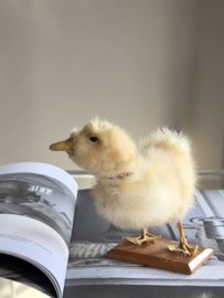 Geprepareerd eendje taxidermie