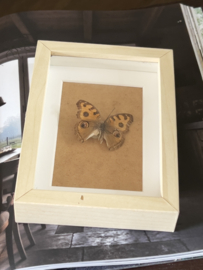 Prepared butterfly
