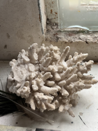 Groot stuk oud koraal
