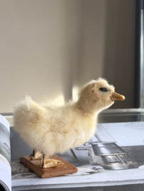 Geprepareerd eendje taxidermie