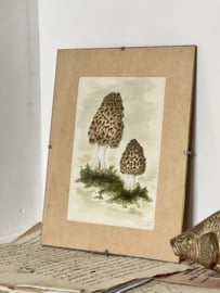 Oud botanische tekening