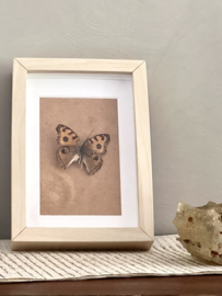 Prepared butterfly