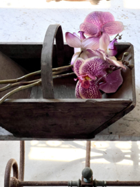 Lovely small harvest basket