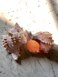 2 beautiful shells