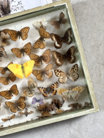 Unieke franse vlinder vitrine