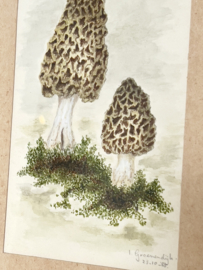 Oud botanische tekening