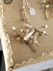 Antieke franse bruidsdoos met tiara en corsages