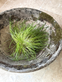Antieke Willy Guhl plantenbak/ vaas