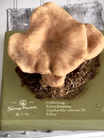 Vintage educative mushroom Cantharel