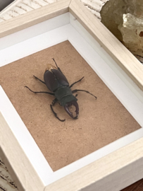 Geprepareerd insect