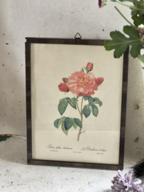 Framed Redouté Rose