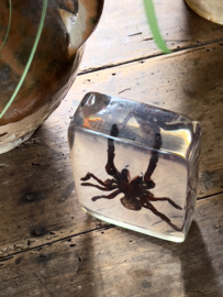 In plexiglass catched spider