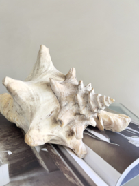 Large old shell