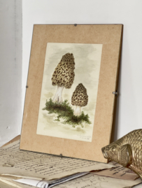Oud botanische tekening