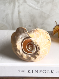Art/ design piece shell