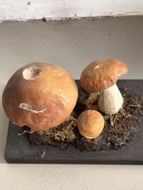 Oud lesmateriaal paddenstoelen